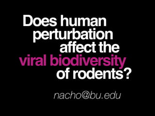 Viral biodiversity in rodents