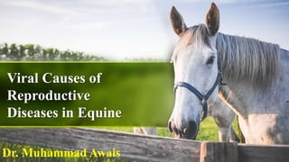 Viral Causes of
Reproductive
Diseases in Equine
Dr. Muhammad Awais
 