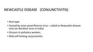 NEWCASTLE DISEASE (CONJUNCTIVITIS)
• Rare type
• Caused by avian parainfluenza virus – called as Newcastle disease
virus (or Ranikhet virus in India)
• Occours in pollutary workers.
• Mild self limiting conjunctivitis.
 