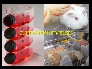 CULTIVATION OF VIRUSES
 