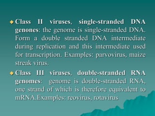  Class II viruses, single-stranded DNA
genones: the genome is single-stranded DNA.
Form a double stranded DNA intermediate
during replication and this intermediate used
for transcription. Examples: parvovirus, maize
streak virus.
 Class III viruses, double-stranded RNA
genomes: genome is double-stranded RNA,
one strand of which is therefore equivalent to
mRNA.Examples: reovirus, rotavirus
 