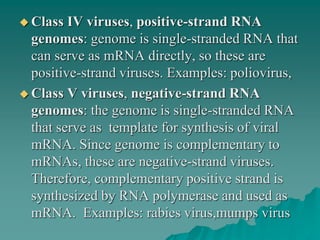  Class IV viruses, positive-strand RNA
genomes: genome is single-stranded RNA that
can serve as mRNA directly, so these are
positive-strand viruses. Examples: poliovirus,
 Class V viruses, negative-strand RNA
genomes: the genome is single-stranded RNA
that serve as template for synthesis of viral
mRNA. Since genome is complementary to
mRNAs, these are negative-strand viruses.
Therefore, complementary positive strand is
synthesized by RNA polymerase and used as
mRNA. Examples: rabies virus,mumps virus
 