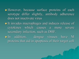  However, because surface proteins of each
serotype differ slightly, antibody adherence
does not inactivate virus
 It invades macrophages and induces release of
cytokines which causes a more severe
secondary infection, such as DHF.
 In addition, dengue viruses have M
proteins that aid in apoptosis of their target cell
 