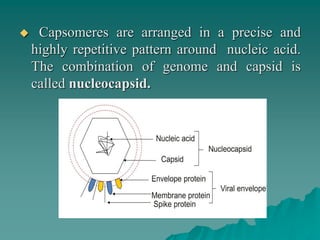  Capsomeres are arranged in a precise and
highly repetitive pattern around nucleic acid.
The combination of genome and capsid is
called nucleocapsid.
 