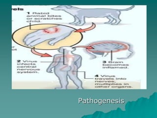Pathogenesis
 