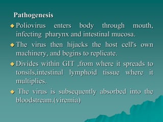 Pathogenesis
 Poliovirus enters body through mouth,
infecting pharynx and intestinal mucosa.
 The virus then hijacks the host cell's own
machinery, and begins to replicate.
 Divides within GIT ,from where it spreads to
tonsils,intestinal lymphoid tissue where it
multiplies.
 The virus is subsequently absorbed into the
bloodstream.(viremia)
 