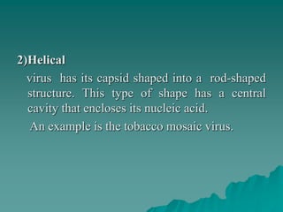 2)Helical
virus has its capsid shaped into a rod-shaped
structure. This type of shape has a central
cavity that encloses its nucleic acid.
An example is the tobacco mosaic virus.
 
