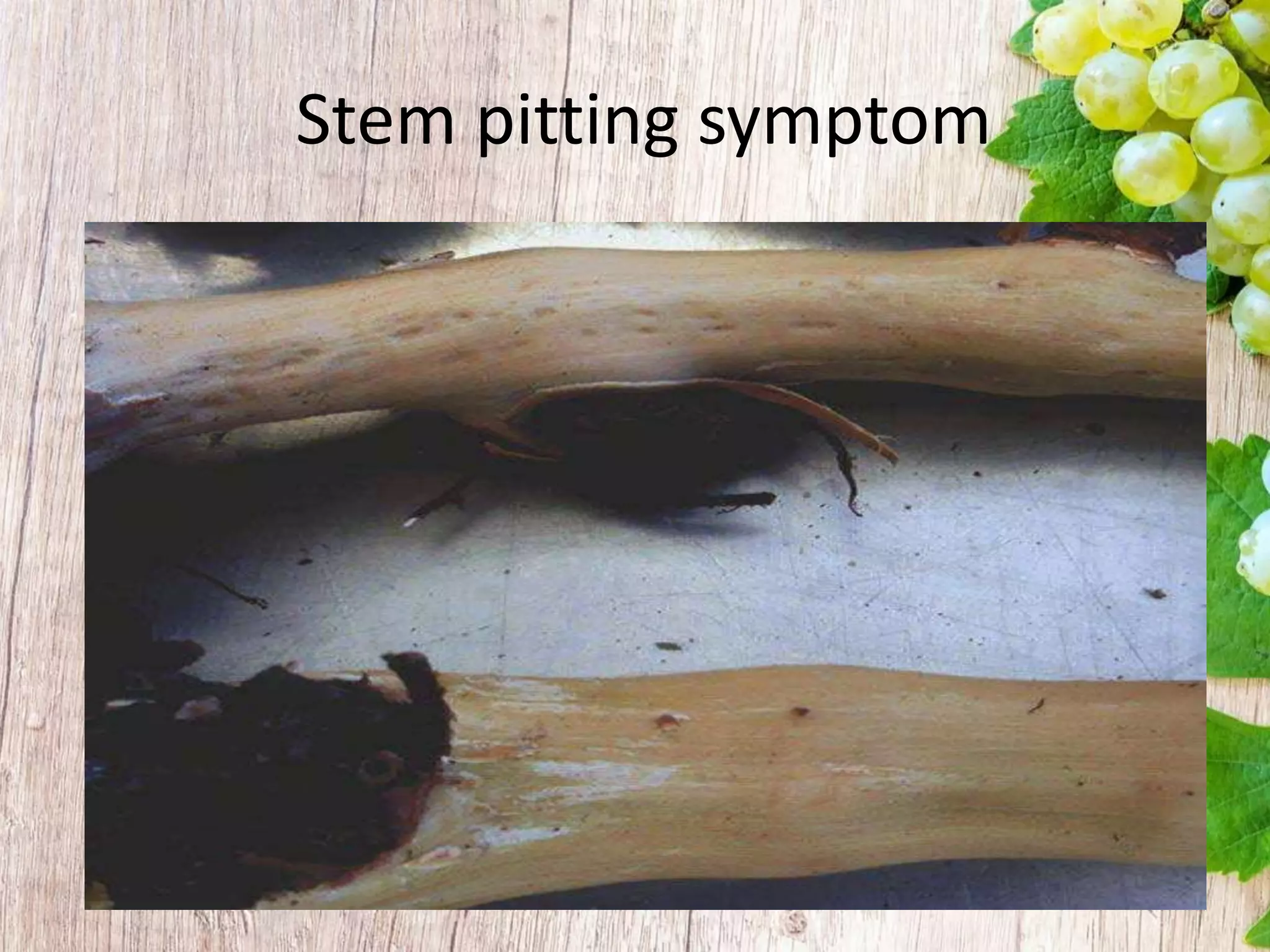 Grapevine Major Viral diseases | PPTX