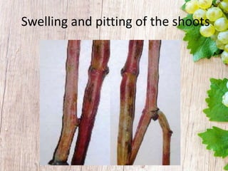 Grapevine Major Viral diseases | PPTX