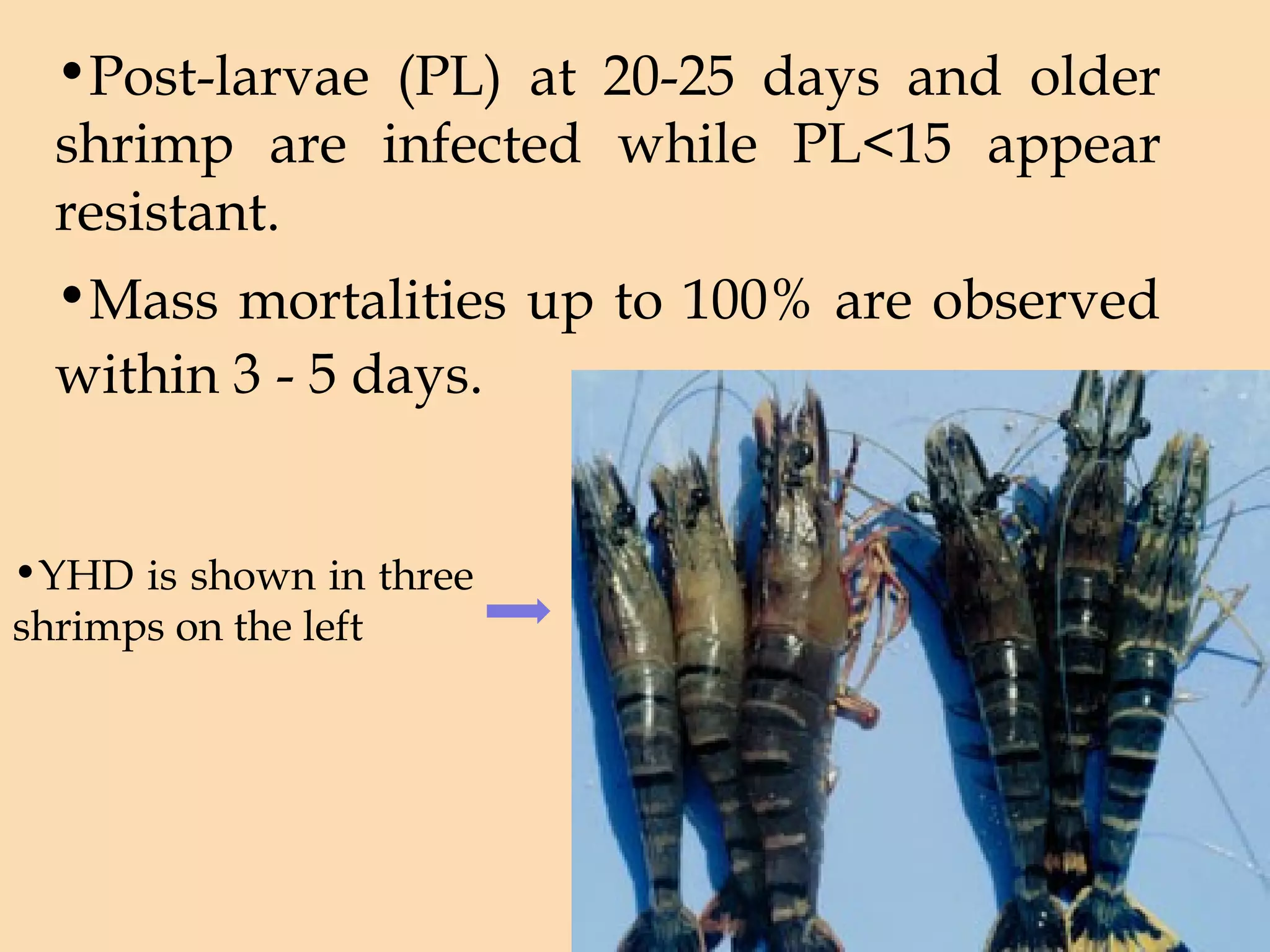 Viral diseases in crustaceans | PPT