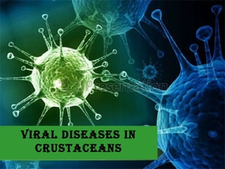 Viral diseases in
crustaceans
 