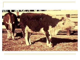 Viral diseases in ruminant | PDF