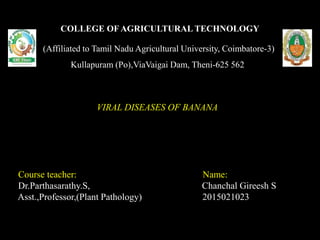 COLLEGE OF AGRICULTURAL TECHNOLOGY
(Affiliated to Tamil Nadu Agricultural University, Coimbatore-3)
Kullapuram (Po),ViaVaigai Dam, Theni-625 562
VIRAL DISEASES OF BANANA
Course teacher: Name:
Dr.Parthasarathy.S, Chanchal Gireesh S
Asst.,Professor,(Plant Pathology) 2015021023
 