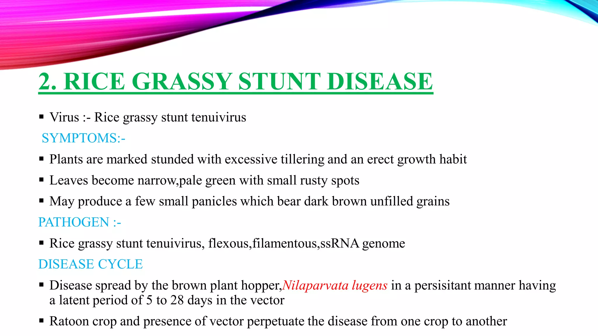 Viral diseases of paddy | PDF
