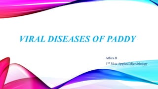 VIRAL DISEASES OF PADDY
Athira.B
1ST M.sc Applied Microbiology
 
