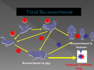 Viral Re-assortment
Reassortment in pigs
Reassortment in
humans
Pandemic Influenza
Virus
 