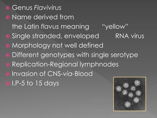  Genus Flavivirus
 Name derived from
the Latin flavus meaning “yellow”
 Single stranded, enveloped RNA virus
 Morphology not well defined
 Different genotypes with single serotype
 Replication-Regional lymphnodes
 Invasion of CNS-via-Blood
 I.P-5 to 15 days
 
