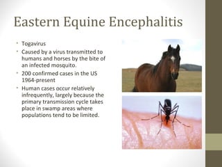Eastern Equine Encephalitis
• Togavirus
• Caused by a virus transmitted to
humans and horses by the bite of
an infected mosquito.
• 200 confirmed cases in the US
1964-present
• Human cases occur relatively
infrequently, largely because the
primary transmission cycle takes
place in swamp areas where
populations tend to be limited.

 