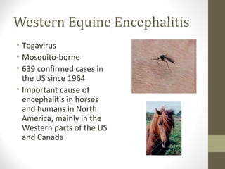 Western Equine Encephalitis
• Togavirus
• Mosquito-borne
• 639 confirmed cases in
the US since 1964
• Important cause of
encephalitis in horses
and humans in North
America, mainly in the
Western parts of the US
and Canada

 