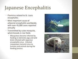 Japanese Encephalitis
• Flavivirus related to St. Louis
encephalitis
• Most important cause of
arboviral encephalitis worldwide,
with over 45,000 cases reported
annually
• Transmitted by culex mosquito,
which breeds in rice fields
• Mosquitoes become infected by
feeding on domestic pigs and wild
birds infected with Japanese
encephalitis virus. Infected
mosquitoes transmit virus to
humans and animals during the
feeding process.

 