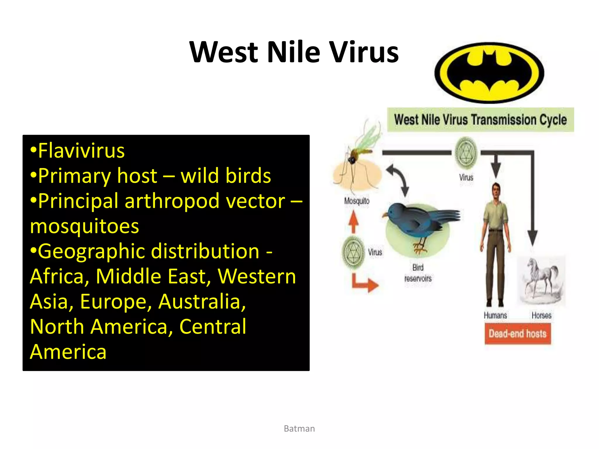 •Flavivirus
•Primary host – wild birds
•Principal arthropod vector –
mosquitoes
•Geographic distribution -
Africa, Middle East, Western
Asia, Europe, Australia,
North America, Central
America
West Nile Virus
Batman
 