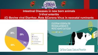 Intestinal Diseases in new born animals
3-Viral enteritis
(C) Bovine viral Diarrhea ,Rota &Corona Virus in neonatal ruminants
 