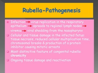  Infection virus replication in the respiratory
epithelium spreads to regional lymph nodes
viremia viral shedding from the nasopharynx
 Cellular and tissue damage in the infected fetus:
tissue necrosis, reduced cellular multiplication time,
chromosomal breaks & production of a protein
inhibitor causing mitotic arrests
 Most distinctive feature of congenital rubella:
chronicity
 Ongoing tissue damage and reactivation
 