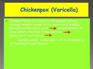  Transportation of virus in a retrograde manner
through sensory axons to the dorsal root ganglia
throughout the spinal cord establishment of
virus latent infection in the neurons
subsequent reactivation
herpes zoster, a vesicular rash that usually is
dermatomal in distribution
 