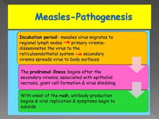 Incubation period: measles virus migrates to
regional lymph nodes primary viremia-
disseminates the virus to the
reticuloendothelial system secondary
viremia spreads virus to body surfaces
The prodromal illness begins after the
secondary viremia; associated with epithelial
necrosis, giant cell formation & virus shedding
With onset of the rash, antibody production
begins & viral replication & symptoms begin to
subside
 