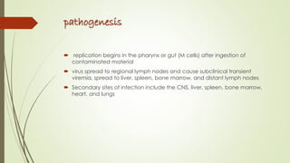 pathogenesis
 replication begins in the pharynx or gut (M cells) after ingestion of
contaminated material
 virus spread to regional lymph nodes and cause subclinical transient
viremia, spread to liver, spleen, bone marrow, and distant lymph nodes
 Secondary sites of infection include the CNS, liver, spleen, bone marrow,
heart, and lungs
 