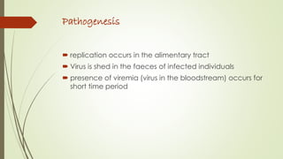 Pathogenesis
 replication occurs in the alimentary tract
 Virus is shed in the faeces of infected individuals
 presence of viremia (virus in the bloodstream) occurs for
short time period
 