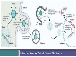 Gene Expression System-viral gene delivery Mpharm(Pharamaceutics) | PPTX