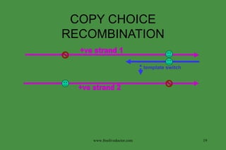 COPY CHOICE RECOMBINATION +ve strand 2 +ve strand 1 www.freelivedoctor.com template switch 