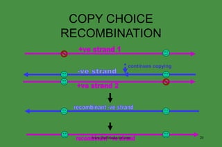 COPY CHOICE RECOMBINATION +ve strand 2 +ve strand 1 www.freelivedoctor.com -ve strand recombinant -ve strand recombinant +ve strand continues copying 