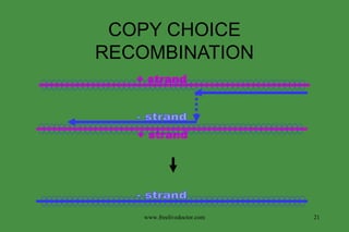 COPY CHOICE RECOMBINATION + strand - strand + strand www.freelivedoctor.com - strand 