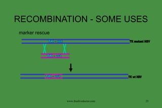 RECOMBINATION - SOME USES marker rescue TK mutant HSV TK - mt www.freelivedoctor.com TK - wt TK wt HSV TK - wt 