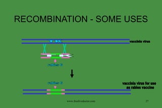 RECOMBINATION - SOME USES vaccinia virus vaccinia virus for use as rabies vaccine TK  rabies G rabies G T  K  www.freelivedoctor.com 