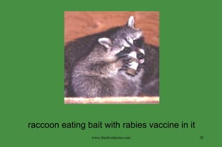 raccoon eating bait with rabies vaccine in it www.freelivedoctor.com 