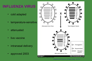 cold adapted temperature-sensitive attenuated live vaccine intranasal delivery approved 2003 adapted fromTreanor JJ Infect. Med. 15:714 INFLUENZA VIRUS www.freelivedoctor.com 