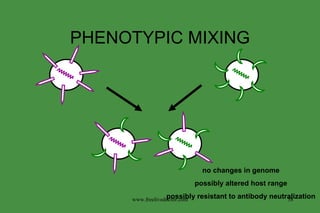 PHENOTYPIC MIXING no changes in genome possibly altered host range possibly resistant to antibody neutralization www.freelivedoctor.com 