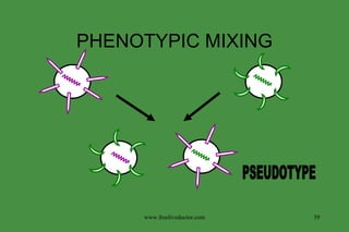 PHENOTYPIC MIXING PSEUDOTYPE www.freelivedoctor.com 