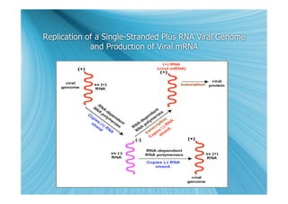 Replication of a Single-Stranded Plus RNA Viral Genome
             and Production of Viral mRNA
 