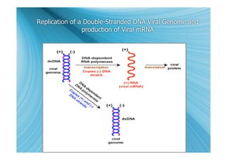 Replication of a Double-Stranded DNA Viral Genome and
                production of Viral mRNA
 