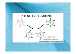 Viral molecular genetics