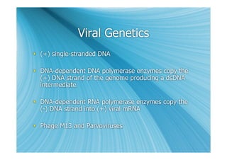 Viral Genetics
 (+) single-stranded DNA

 DNA-dependent DNA polymerase enzymes copy the
  (+) DNA strand of the genome producing a dsDNA
  intermediate

 DNA-dependent RNA polymerase enzymes copy the
  (-) DNA strand into (+) viral mRNA

 Phage M13 and Parvoviruses
 