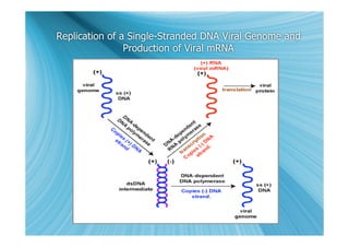 Replication of a Single-Stranded DNA Viral Genome and
                Production of Viral mRNA
 
