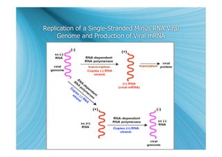 Replication of a Single-Stranded Minus RNA Viral
     Genome and Production of Viral mRNA
 