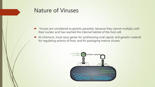 Nature of Viruses
 Viruses are considered as genetic parasites, because they cannot multiply until
their nucleic acid has reached the internal habitat of the host cell.
 At minimum, must carry genes for synthesizing viral capsid, and genetic material
for regulating actions of host, and for packaging mature viruses.
 