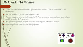 DNA and RNA Viruses
 A virus has either a DNA or an RNA genome and is called a DNA virus or an RNA virus,
respectively.
 The vast majority of viruses have RNA genomes.
 Plant viruses tend to have single-stranded RNA genomes and bacteriophages tend to have
double-stranded DNA genomes.
 The genome replication of most DNA viruses takes place in the cell's nucleus.
 Replication usually takes place in the cytoplasm.
 