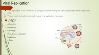 Viral Replication
 Viral replication is the formation of biological viruses during the infection process in the target host
cells.
 Viruses must first get into the cell before viral replication can occur.
Steps
 Adsorption
 Penetration
 Uncoating
 Viral genome replication
 Maturation
 Release
 